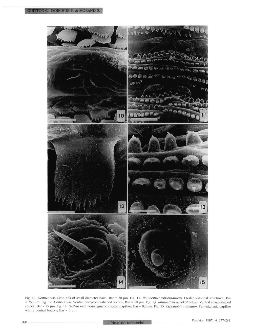 GUITTON C., DORCHIES P. & MORAND S. Fig. 10. Oestrus ovis. Little tufs of small diameter hairs; Bar = 30 µm.fig. 11. Rhinoestrus usbekistanicus. Ovalar sensorial structures; Bar = 250 µm.fig. 12.