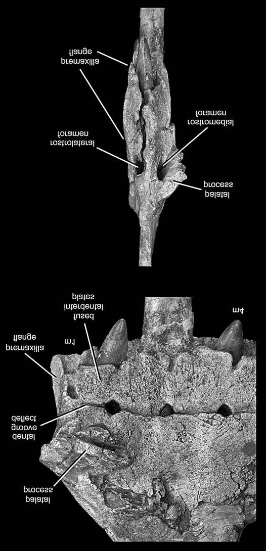 BRUSATTE ET AL. LATE TRIASSIC RAUISUCHIANS 225 gular posteriorly. Their medial surfaces are covered in a se ries of fine pits, which results in a roughened surface texture.