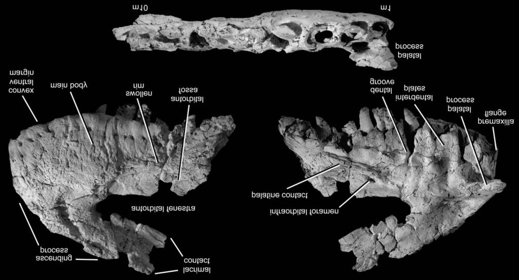 226 ACTA PALAEONTOLOGICA POLONICA 54 (2), 2009 50 mm 50 mm Fig. 3.