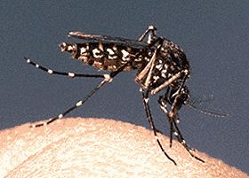 The females of many species of mosquitoes are blood eating pests. In feeding on blood, some of them transmit extremely harmful human and livestock diseases, such as malaria.