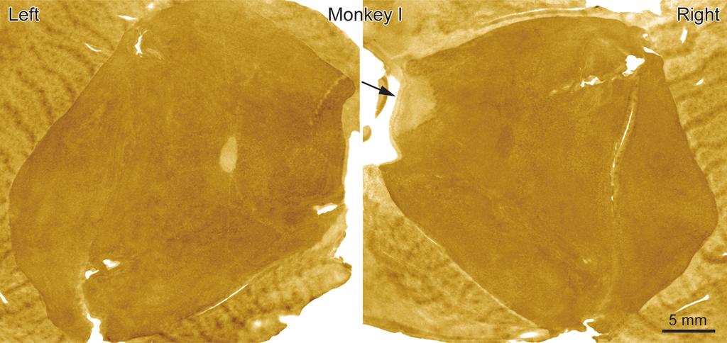 Segregation of geniculate laminae and ocular dominance columns In squirrel monkeys, laminae within the lateral geniculate nucleus are less well segregated than in the macaque ~Doty et al.