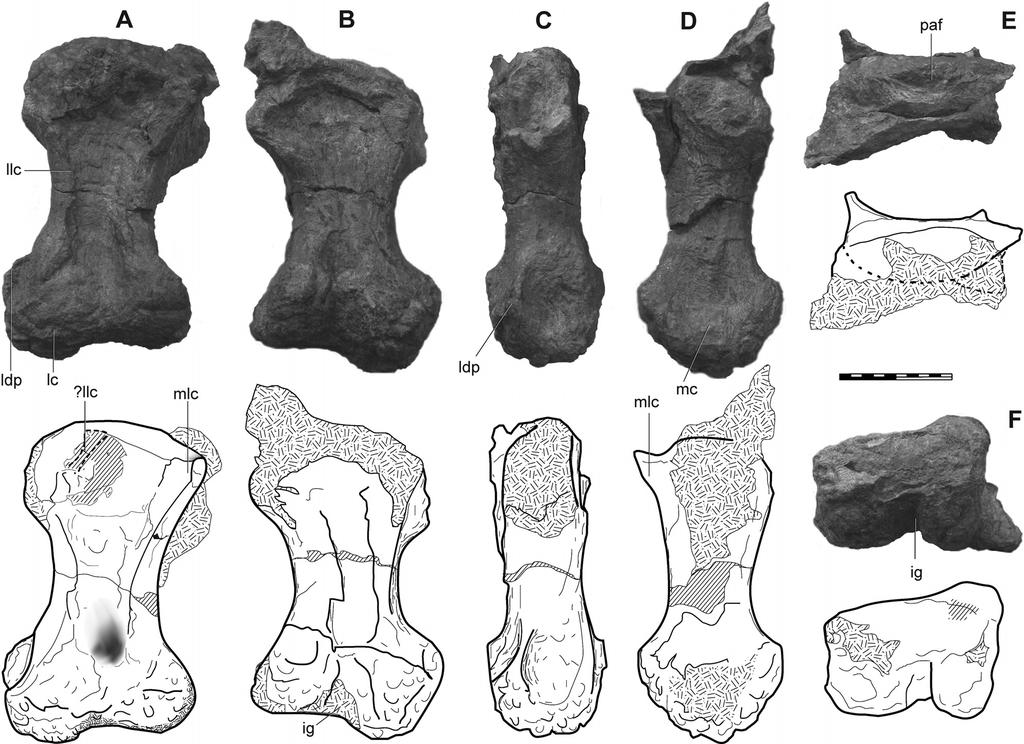 NAIR AND SALISBURY AUSTRALIAN JURASSIC SAUROPOD 377 FIGURE 8. Metatarsal II of Rhoetosaurus brownei. A, dorsal; B, plantar; C, lateral; D, medial; E, proximal; F, distal views.