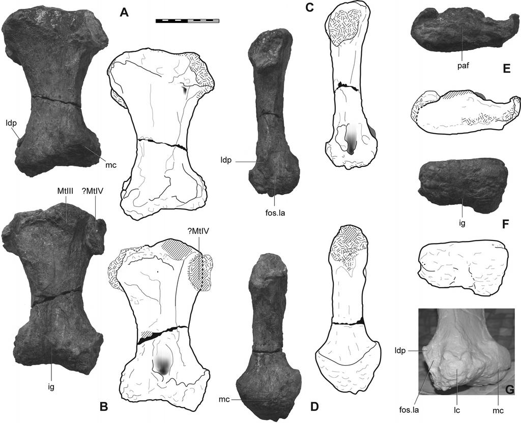 378 JOURNAL OF VERTEBRATE PALEONTOLOGY, VOL. 32, NO. 2, 2012 FIGURE 9. Metatarsal III of Rhoetosaurus brownei.