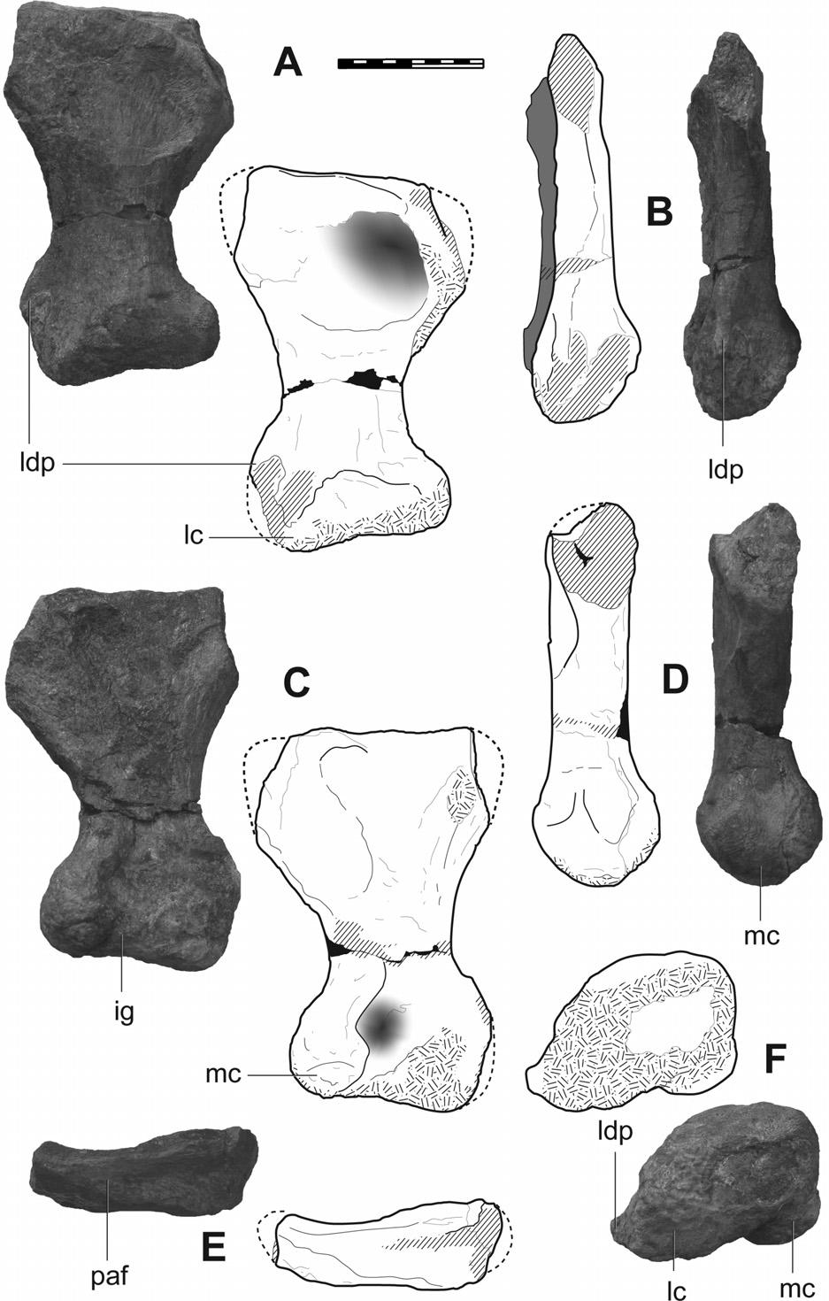 NAIR AND SALISBURY AUSTRALIAN JURASSIC SAUROPOD 379 FIGURE 10. Metatarsal IV of Rhoetosaurus brownei. A, dorsal; B, lateral; C, plantar; D, medial; E, proximal; F, distal views.
