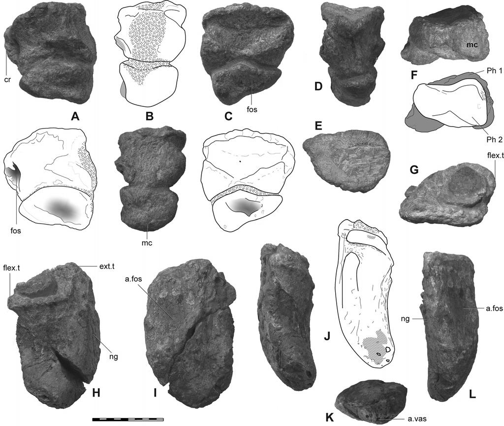 NAIR AND SALISBURY AUSTRALIAN JURASSIC SAUROPOD 381 FIGURE 12. Phalanges of pedal digit II of Rhoetosaurus brownei.