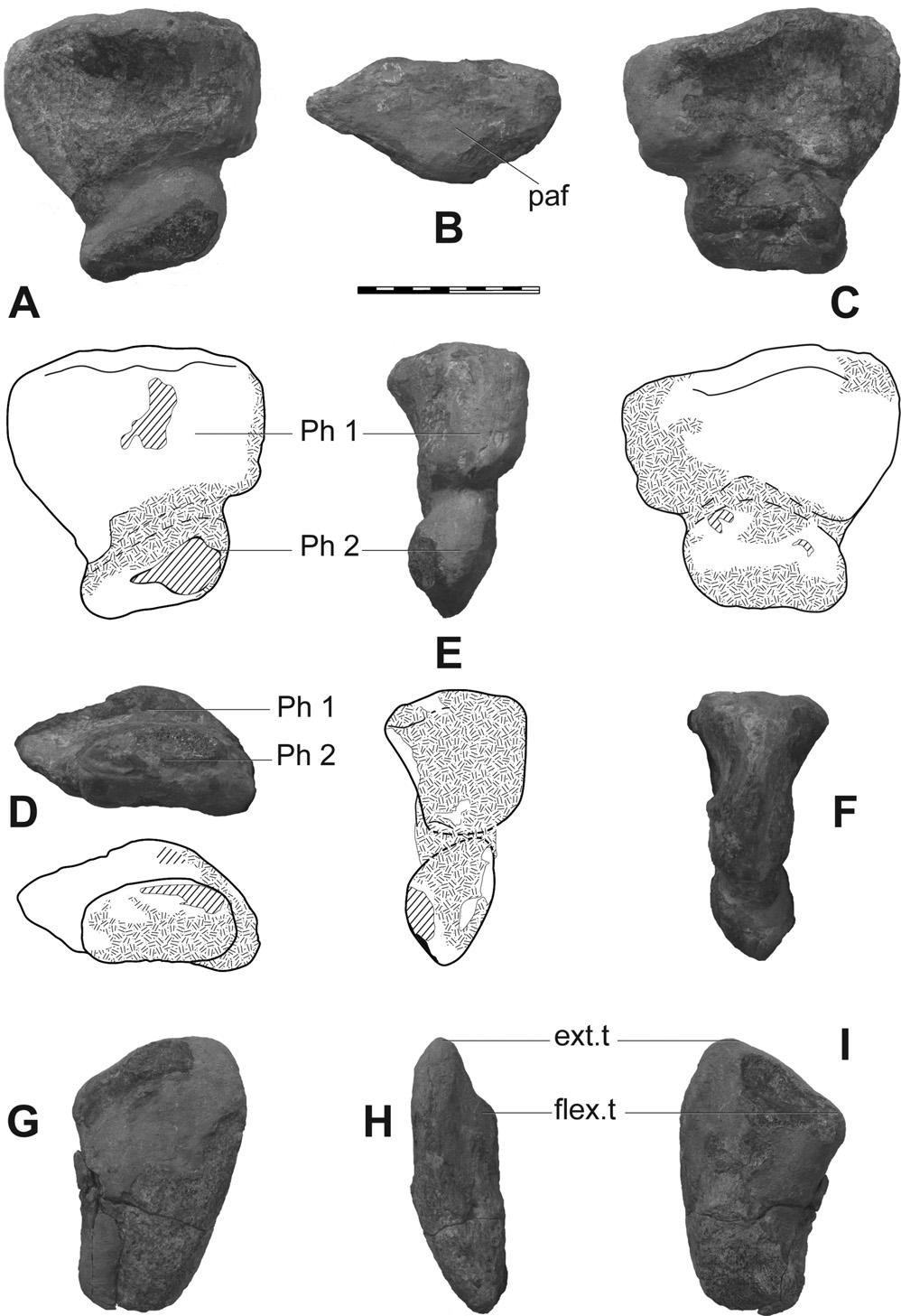 NAIR AND SALISBURY AUSTRALIAN JURASSIC SAUROPOD 383 FIGURE 14. Phalanges of pedal digit IV of Rhoetosaurus brownei.