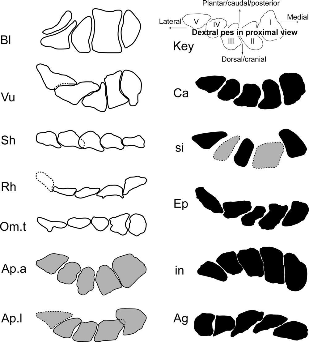 NAIR AND SALISBURY AUSTRALIAN JURASSIC SAUROPOD 385 Averianov et al. (2002) reported the feature in an unnamed titanosauriform from Siberia; however, this region of Mt-I is incomplete (Fig. 17A).
