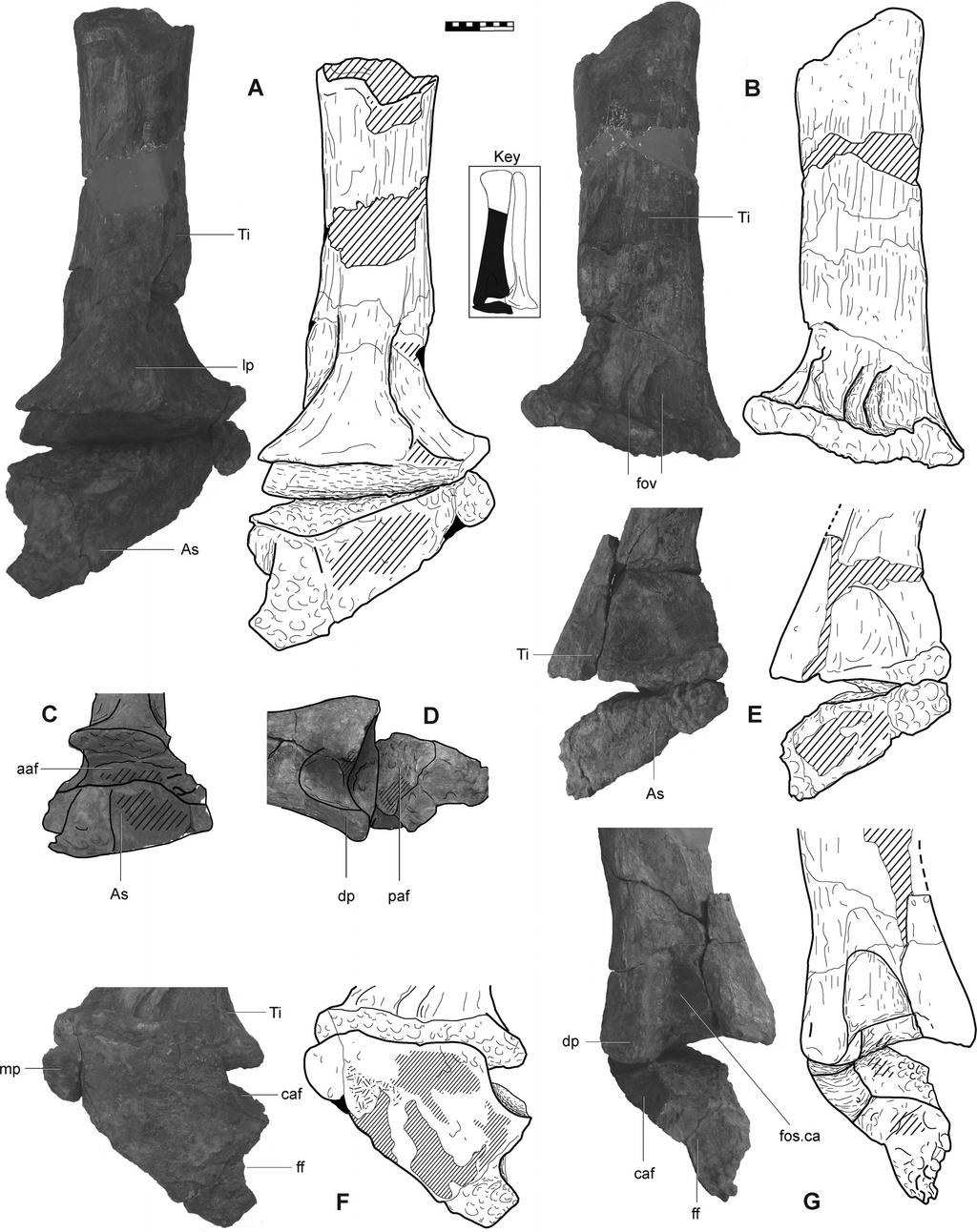 NAIR AND SALISBURY AUSTRALIAN JURASSIC SAUROPOD 373 FIGURE 4. Shaft and distal end of tibia, and close up of adherent astragalus of Rhoetosaurus brownei.