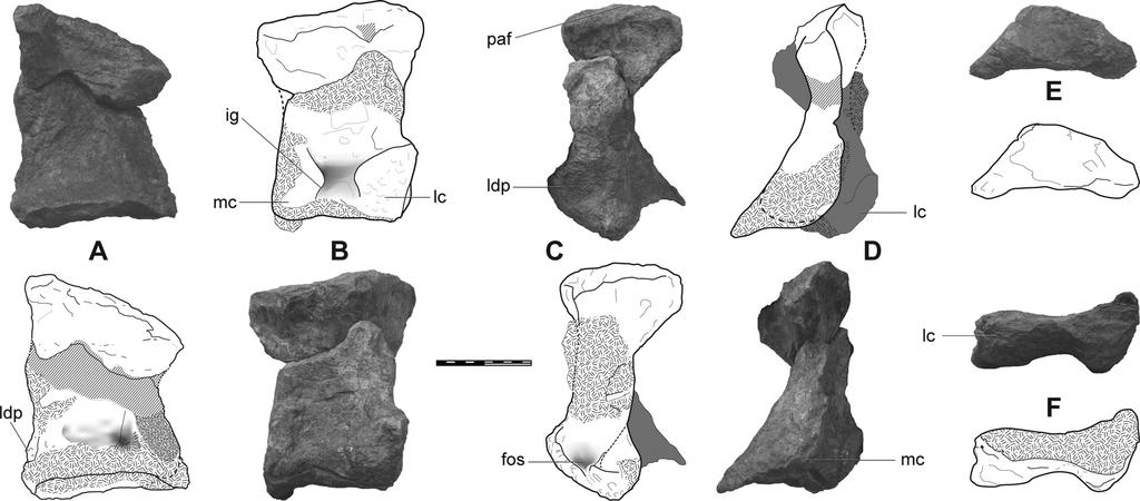 376 JOURNAL OF VERTEBRATE PALEONTOLOGY, VOL. 32, NO. 2, 2012 FIGURE 7. Metatarsal I of Rhoetosaurus brownei. A, dorsal; B, plantar;c, lateral; D, medial; E, proximal;f, distal views.
