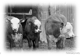 UWEX Cattle Feeders Clinic Your Health Management Plan for Feeder Cattle UWEX Cattle Feeders Clinic Dr. Larry Baumann, UWEX, UW River Falls Dr. Sarah Mills Lloyd, UWEX, Oconto County Dr.