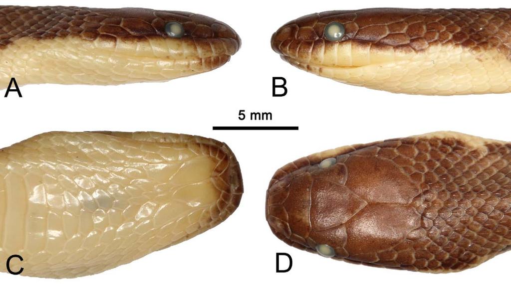loreals (L); prefrontals (PrF); number of supralabials (SL); number of infralabials (IL); number of temporals; number of ventral scales (V, following Dowling 1951); number of subcaudals (SC); dorsal