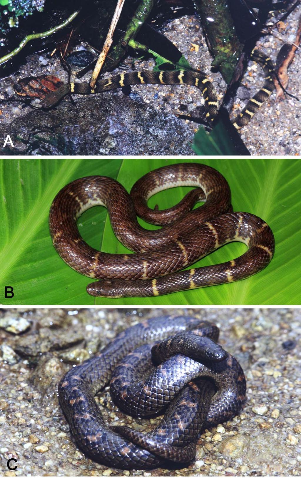 FIGURE 3. (A) General aspect in life of the holotype of Opisthotropis laui sp. nov., (B) General aspect in life of O.