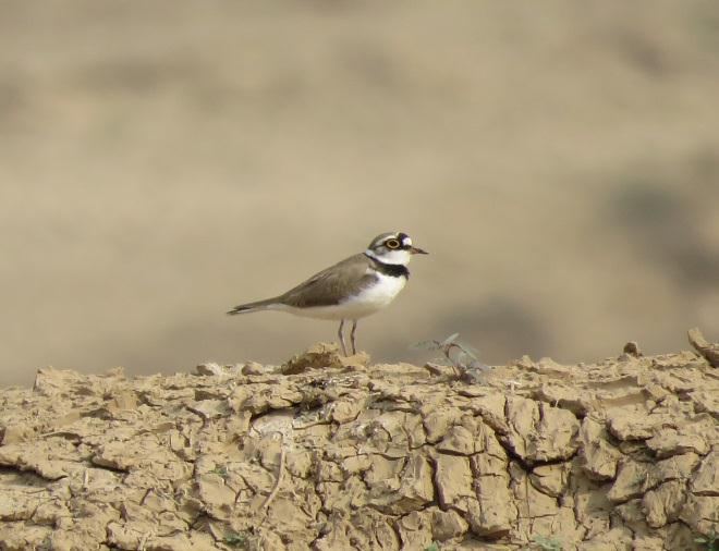 etc; Food: Chiefly spiders and insects; also berries and flower nectar. 22) Little-ringed Plover (Charadrius dubius) Species No.