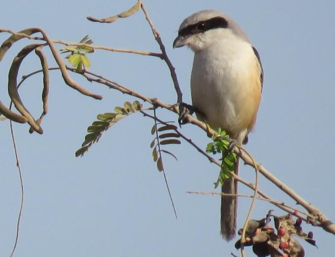 5) Long-tailed Shrike (Lanius schach) Species No. in the Checklist: 58 Size: 25 cm; Field Characters: Forehead and a band through the eyes black. Head grey.