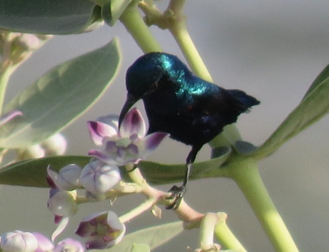 11) Purple Sunbird (Nectarinia asiatica) Species No. in the Checklist: 96 Size: 10 cm; Field Characters: Breeding male metallic dark blue and purple, pectoral tufts bright yellow and scarlet.