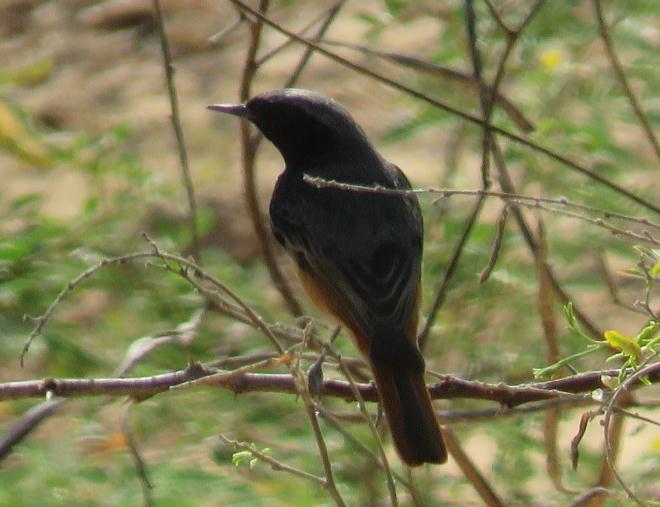 The rest crest varies from the rudimentary rounded black tuft of the race from Gujarat, etc., (now considered a separate species P.