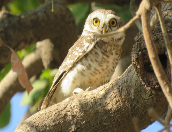 15) Spotted Owlet (Athene brama) Species No.