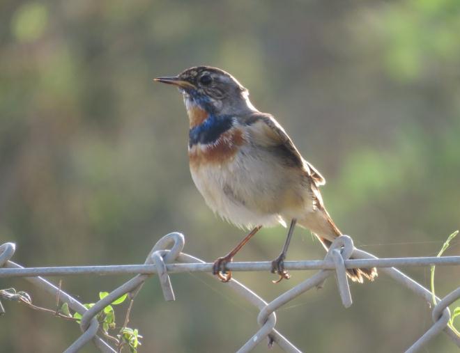 17) Bluethroat (Luscinia svecica) Species No. in the Checklist: 92 Size: 13 to 15 cm; Field Characters: Small songbird. Gray back, White belly and Chestnut patch at base of tail.