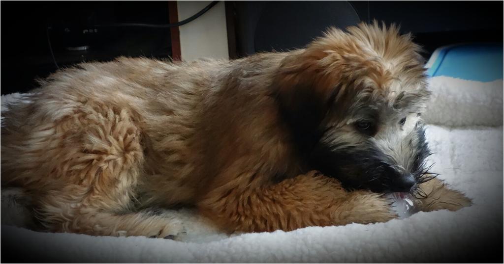 SELLER AND BUYER INFORMATION AND SIGNATURES NAME ADDRESS PHONE: EMAIL: Buyer Signature: Date: Seller Signature: Date: SERENITY VALLEY WHEATEN'S OWNER: Margurett J.