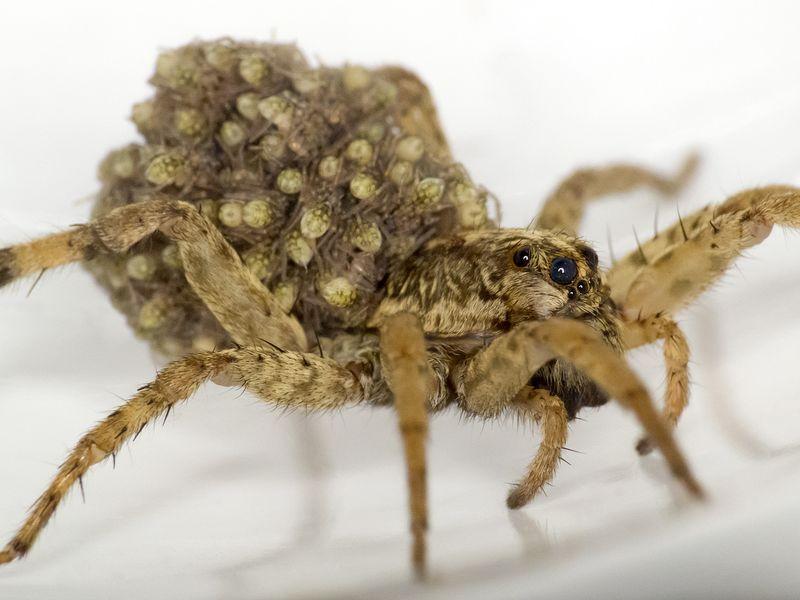 2014 NO_PAWolf Spiders Spiders By Rachelle Kreisman Wolf spiders live all over the world. They are often brown, black, or gray. They have eight eyes. They also have eight legs.