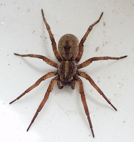 Technically not a spider (!) Ground or Wolf Spider Seems a little larger than the Wolf Spiders we know around Sydney but similar colouring. No web.
