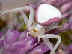 (Not that we are likely to be out in the dark in Alaska! Crab Spiders Similar to the crab spiders we see around Sydney.