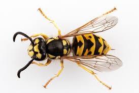 YellowJackets Parasitoid Wasps You might know this as the European Wasp. Capable of multiple stings.