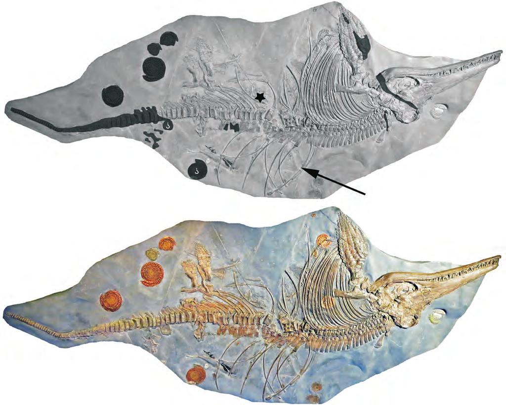 LOMAX AND SACHS LARGE ICHTHYOSAURUS WITH EMBRYO 577 A 300 mm B Fig. 2. A. Skeleton of Ichthyosaurus somersetensis Lomax and Massare, 2017 (NLMH 106234) from the Lower Jurassic (lower Hettangian) of Doniford Bay, Watchet, Somerset, UK.