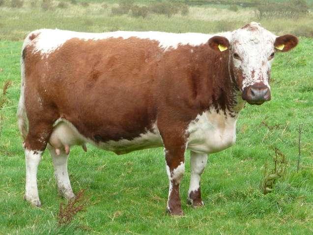 Irish Moiled Breed Standard The Cow An