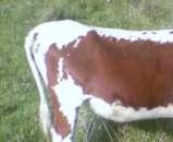 Tail setting A high proportion of Irish Moiled cattle have a high tail setting which is an undesirable feature and it should not be encouraged in the breed.