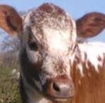 The ears should be solid red and the face should be mottled (flecked) (2) with a solid red ring around the