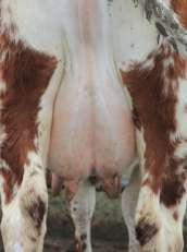 Udder Support and Depth A good strong medial ligament is desirable holding the udder not lower than the level of the hocks.