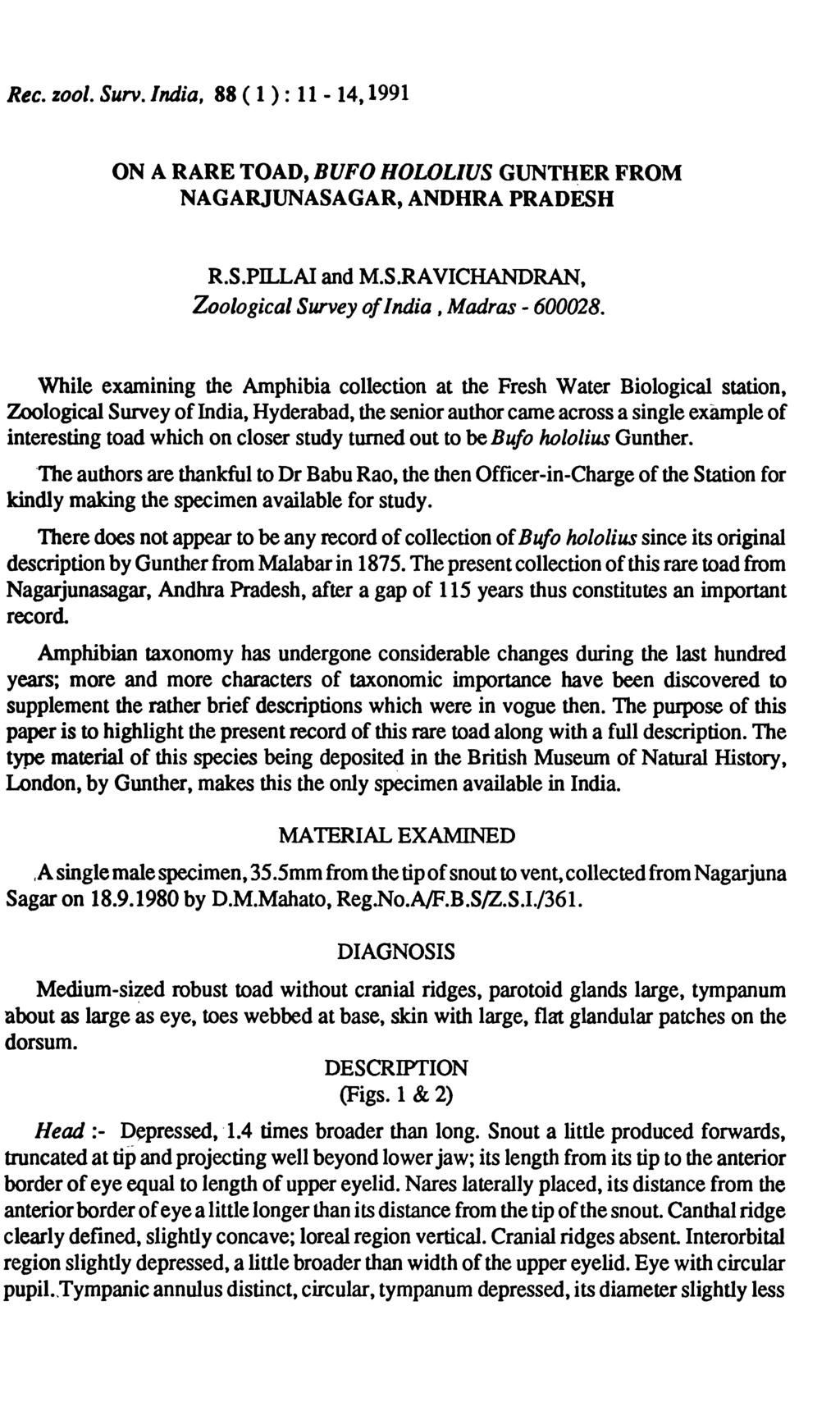 Rec. %001. Surv.lndia, 88 ( 1 ) : 11-14,1991 ON A RARE TOAD, BUFO HOLOLIUS GUNTH;ER FROM NAGARJUNASAGAR,ANDHRAPRADESH R.S.PILLA! and M.S.RA VICHANDRAN, Zoological SJUlIey of India, Madras - 600028.