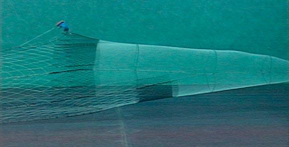 similarly shaped bottom fish, they exhibit different behaviors when entering a net.