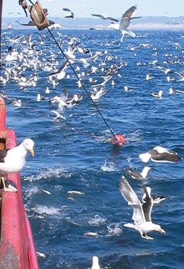 Thousands of seabirds are injured or killed every year as they feed on fishing boat discards.