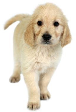 Guide Dogs Puppy Development and Advice Leaflet No.