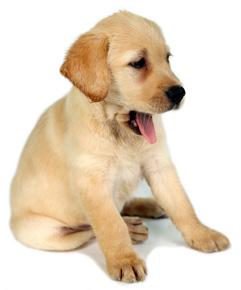 Territory Puppies may display their fear of intrusion by exhibiting aggression towards people or other animals when defending an area that they perceive as their own.