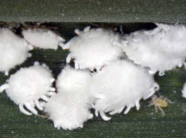 Woolly Aphid: Ceratovacuna lanigera (Aphididae: Hemiptera) Egg: spherical
