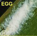 eggs in clusters on the underside of leaves,