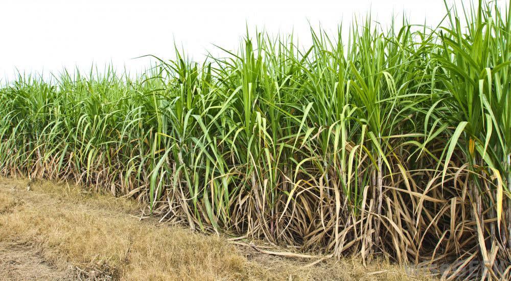 Sugarcane Grown throughout sub tropical and tropical parts of South