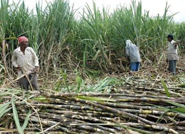 India is the second largest producer of cane sugar next to Brazil.