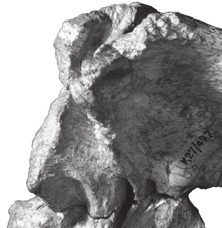 26 J. A. Wi l s o n e t a l. A B FIGURE 4 Jainosaurus septentrionalis, lectotypic braincase (GSI K27/497).