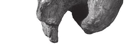 referred Jainosaurus braincase (ISI R162) preserves basipterygoid processes.