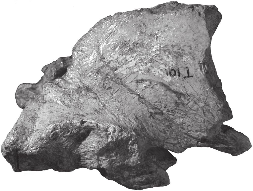28 J. A. Wi l s o n e t a l. A B FIGURE 5 Jainosaurus septentrionalis, lectotypic braincase (GSI K27/497).