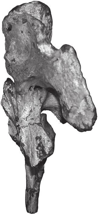30 J. A. Wi l s o n e t a l. pop fo A no bpt pop bt B FIGURE 6 Jainosaurus septentrionalis, referred braincase (ISI R162).