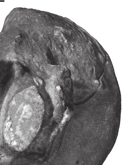 Matley from the lectotypic braincase (GSI K27/497) in right lateral (A) and ventral