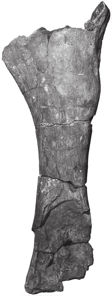 32 J. A. Wi l s o n e t a l. dpf plc dpc dpf b b A B FIGURE 8 Jainosaurus septentrionalis, lectotypic right humerus (GSI unnumbered) in (A) anterior and (B) posterior views.