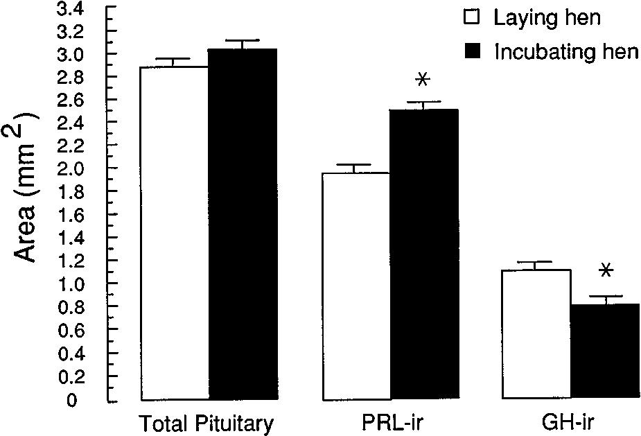 Turkey Somatotrophs and Lactotrophs 71 FIG. 2. Total pituitary, prolactin immunoreactive (PRL-ir) area, and growth hormone immunoreactive (GH-ir) area (mm 2 ) in laying and incubating hens.