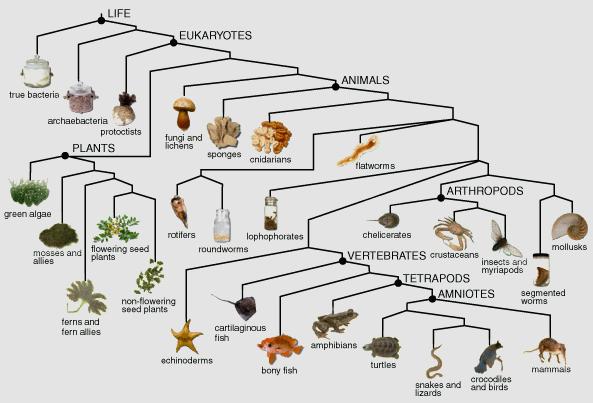 6. Below is a cladogram of the major groups of life. You will notice it is upside down compared to those you have seen. Examine the cladogram and then answer the questions below.