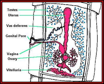 Mature Segments (Proglottids)